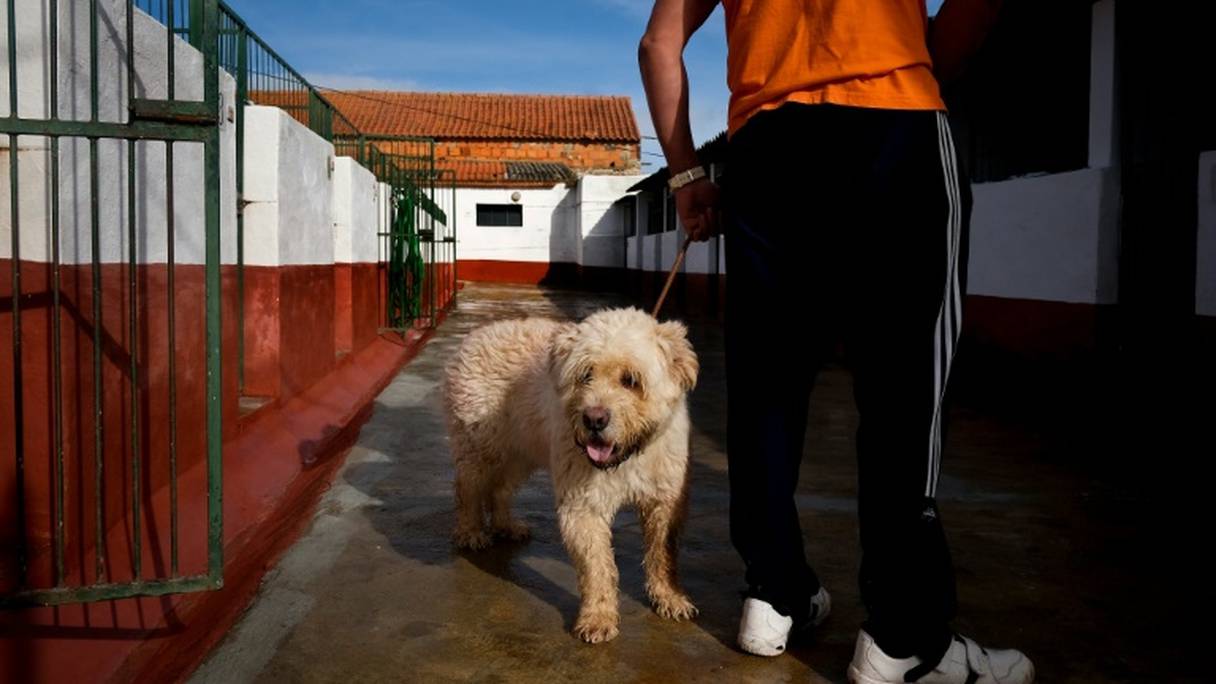 Un détenu de la prison de haute sécurité de Monsanto s'occupe d'un chien, le 24 octobre 2016 à Lisbonne, au Portugal.
