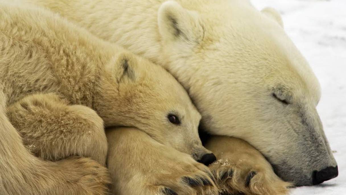 Un peu moins de 1.000 ours polaires vivent sur l'archipel norvégien du Svalbard.
