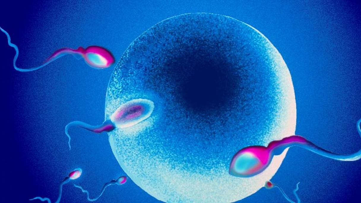 Un spermatozoïde fécondant un ovule.
