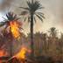 Le feu continue à faire des ravages dans les oasis de Tata