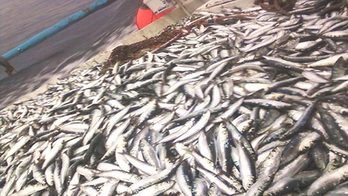 La grève de la "sardine" née d'un conflit entre patrons (armateurs et industriels)
