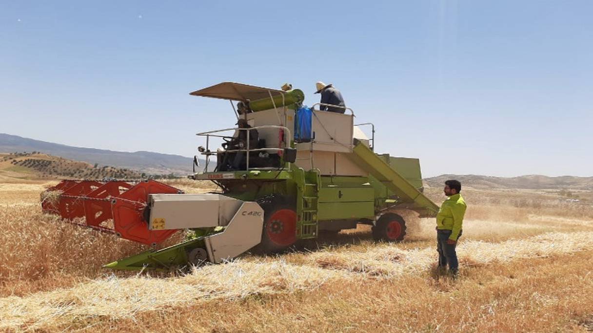 Moisson de blé tendre, sur une plateforme de démonstration de l'OCP, à Taza
