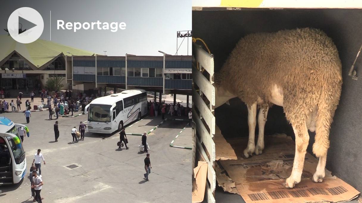 Les voyageurs se pressaient, jeudi 7 juillet 2022, à la gare routière de Rabat, pour rejoindre leur ville natale avec leur mouton, à quelques jours de l'Aïd al-Adha.
