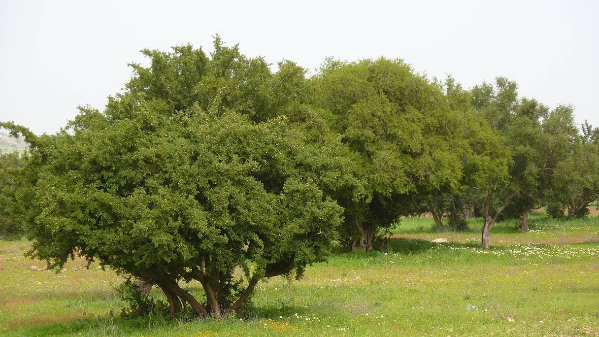 Arganiers (près d'Essaouira). Véritable richesse de la flore en pays Haha, cet arbre endémique au Maroc est pourvoyeur de multiples bienfaits écologiques. L'huile d'argan, extraite de ses amandons, à usage cosmétique ou alimentaire, est riche en vitamines E, A et en anti-oxydants. 
