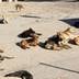 Près d’Agadir, des chiens errants imposent leur loi aux habitants