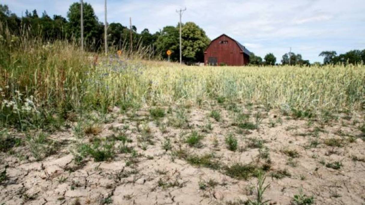Un champ de blé frappé par la sécheresse le 9 juillet 2018.
