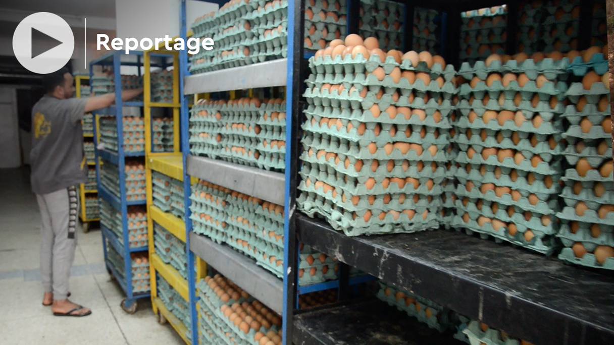 L'activité subit un double coup consistant en une abondance de l'offre et une hausse du prix des aliments pour volaille, engendrant des pertes quotidiennes de 7,2 millions de dirhams.
