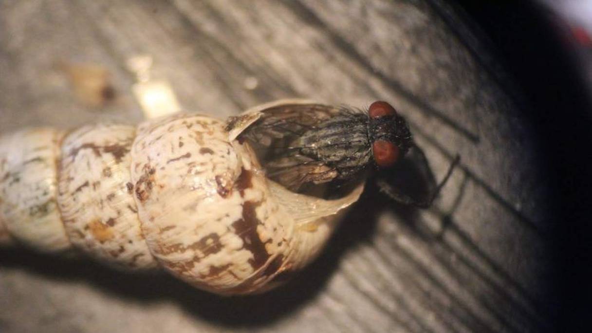 Cette souche de mouche marocaine parasite les escargots pointus.
