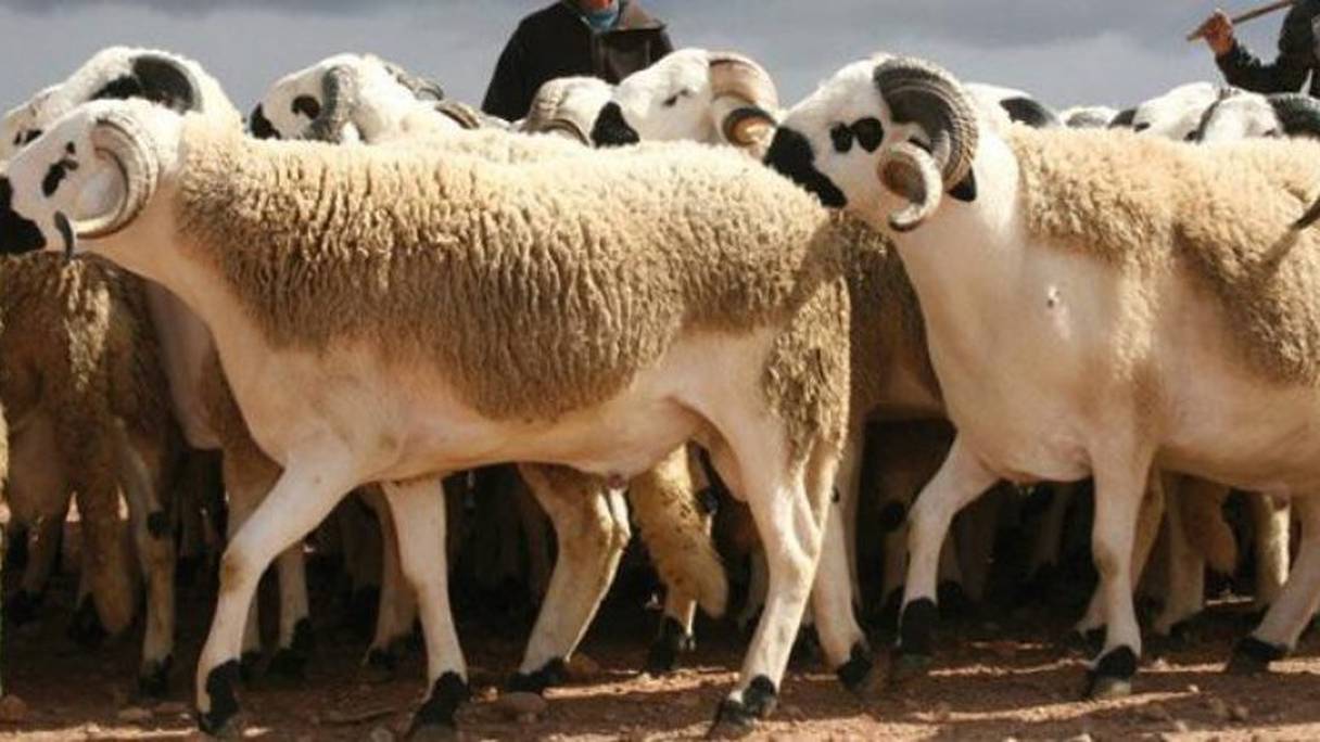 Les moutons de l'Aïd al-Adha.
