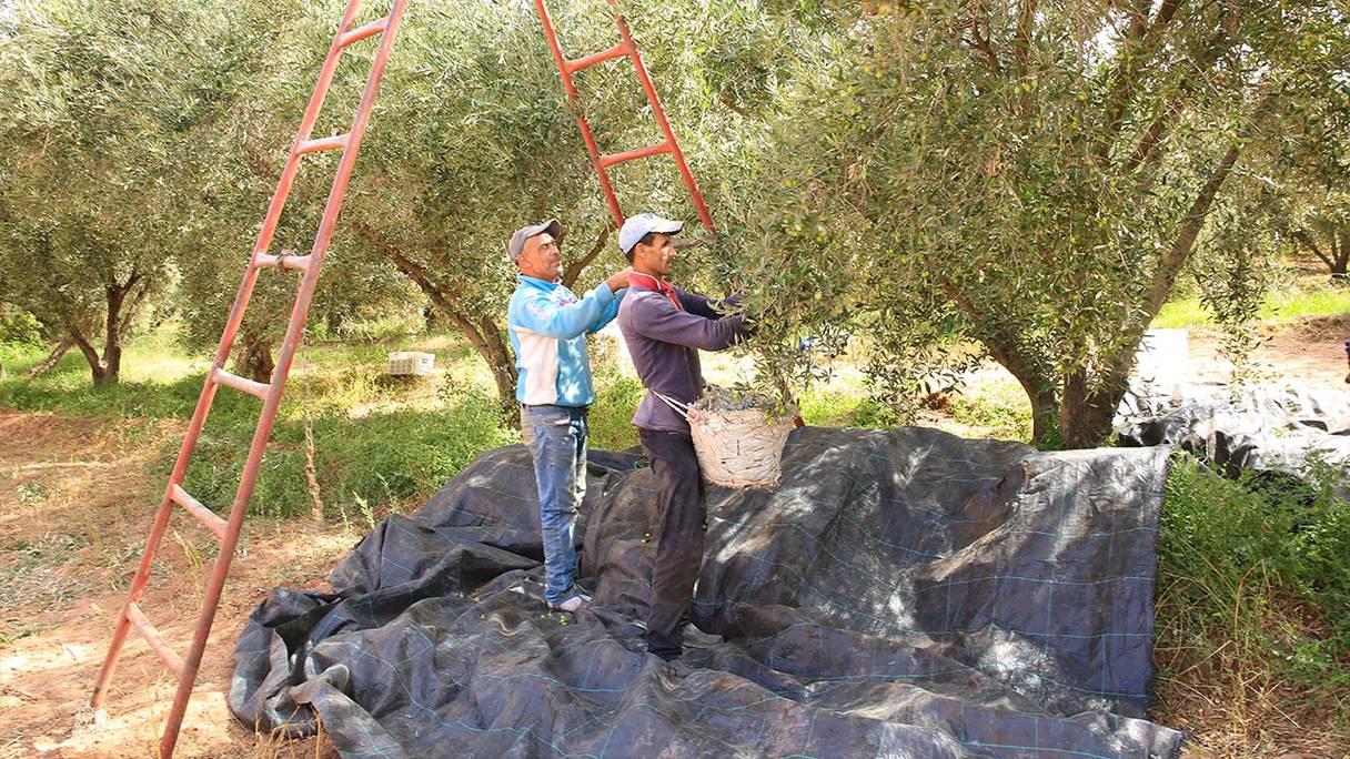 Les oléiculteurs ont commencé à ramasser les olives à El Kelaâ des Sraghna.
