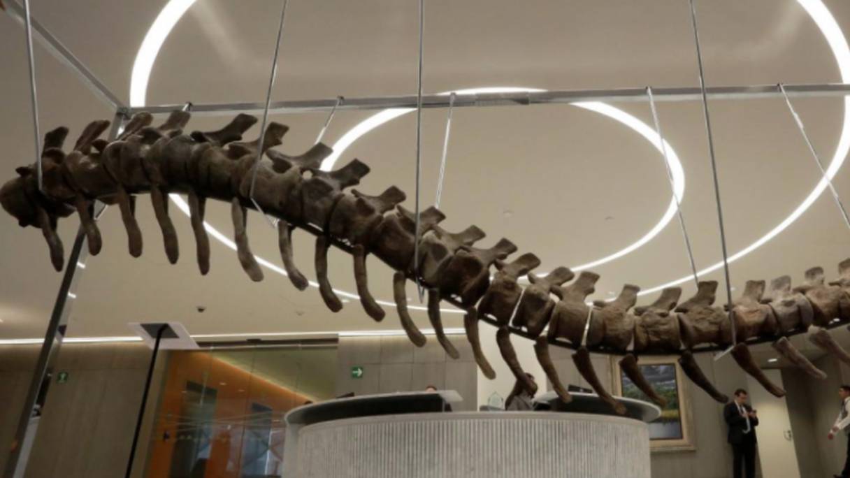 La queue du dinosaure marocain l’Atlasaurus imelakei a été vendue au Mexique
