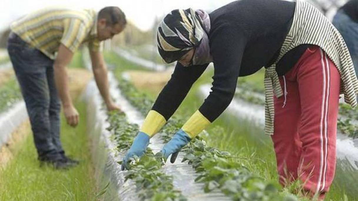 Près de 60% femmes actives marocaines exercent dans des exploitations agricoles.
