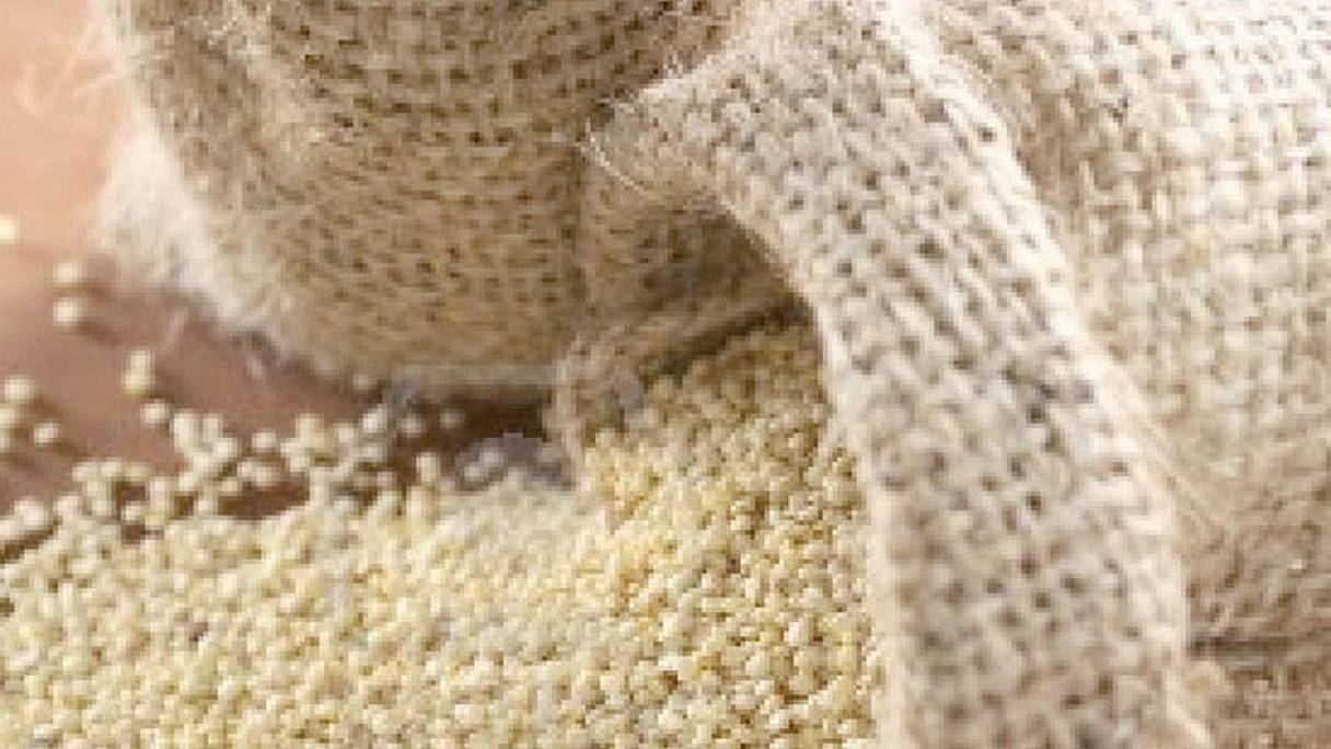 Les agriculteurs et producteurs à Youssoufia et Rehamna ont pu récolter 35 tonnes de quinoa de haute qualité.
