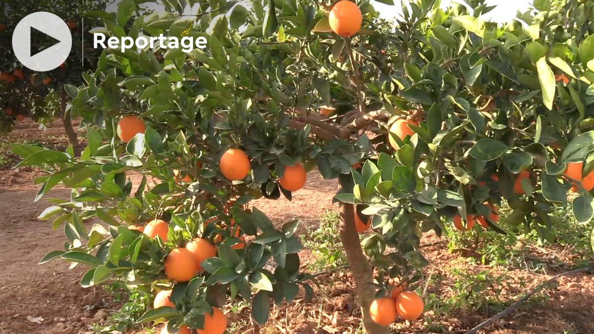 Pour la récolte de l’année 2021-2022, malgré des conditions climatiques peu favorables, la production d’oranges navel devrait atteindre 159.000 tonnes.
