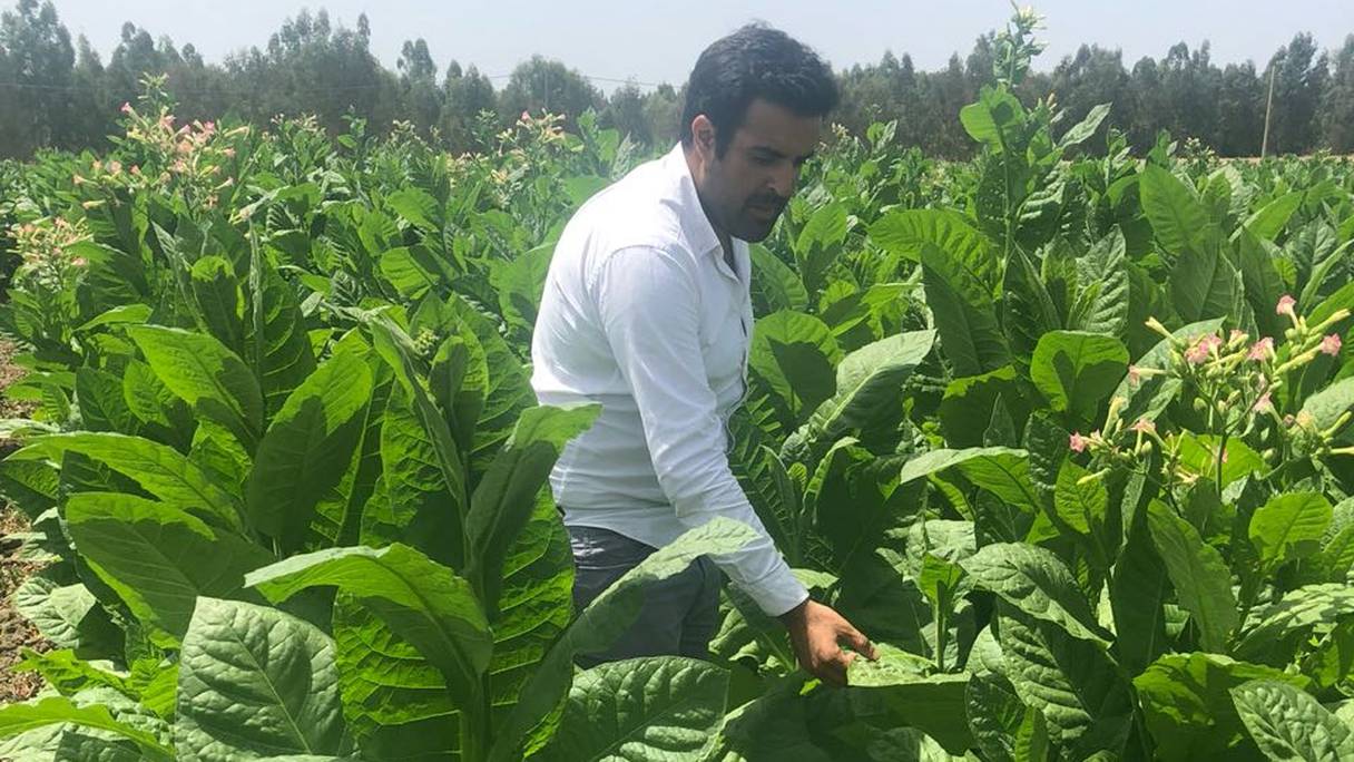 Omar Zahraoui, Pdg de Habanos Maroc, au milieu d'un champs de tabaculture à Ouezzane
