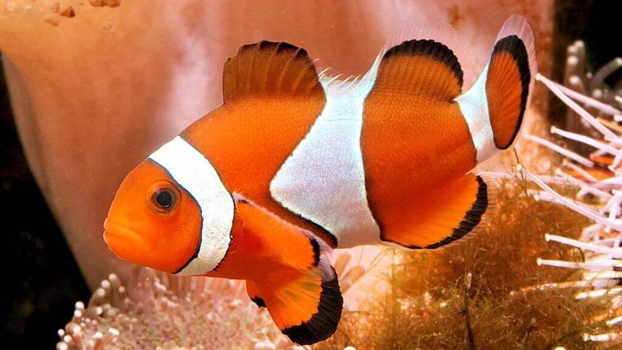 Nemo, le poisson clown.
