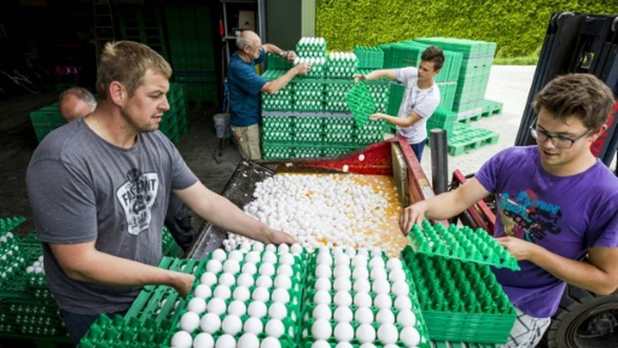 Des éleveurs jettent des œufs aux Pays-Bas. 
