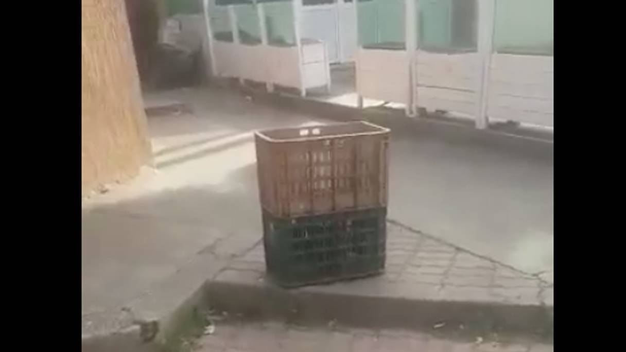 Vidéo d'un homme transportant des chats dans des paniers, à l'Université Hassan 1er de Settat.
