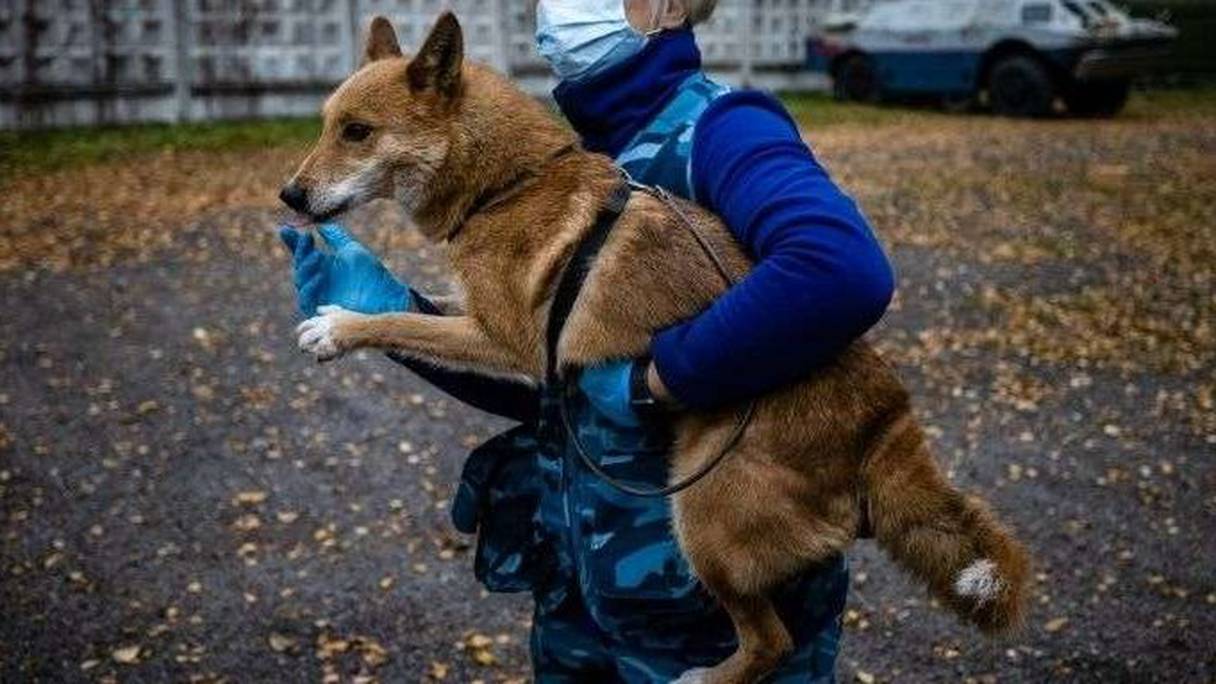 Entraînement d'un chien-chacal en Russie. 
